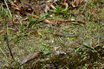 Utricularia livida, photographed by 國立臺灣博物館