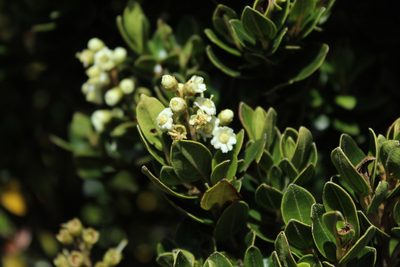 Miconia summa, photographed by Andrés Ramírez-Barrera