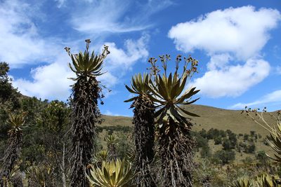 Espeletia murilloi, photographed by Andrés Ramírez-Barrera