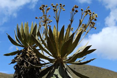 Espeletia murilloi, photographed by Andrés Ramírez-Barrera