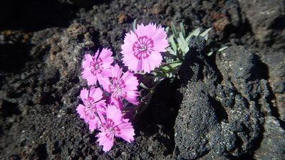 Dianthus repens, photographed by Сергей Крыленко