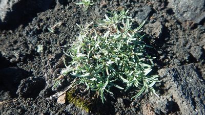 Dianthus repens, photographed by Сергей Крыленко