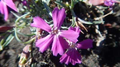 Dianthus repens, photographed by Сергей Крыленко