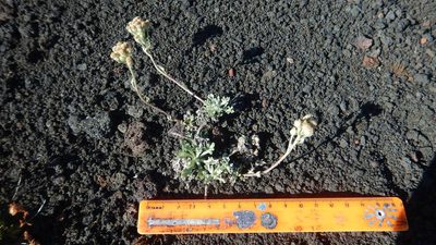 Artemisia glomerata, photographed by Сергей Крыленко