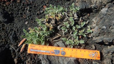 Oxytropis revoluta, photographed by Сергей Крыленко