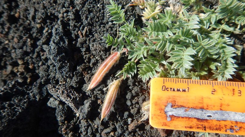 Oxytropis revoluta, photographed by Сергей Крыленко