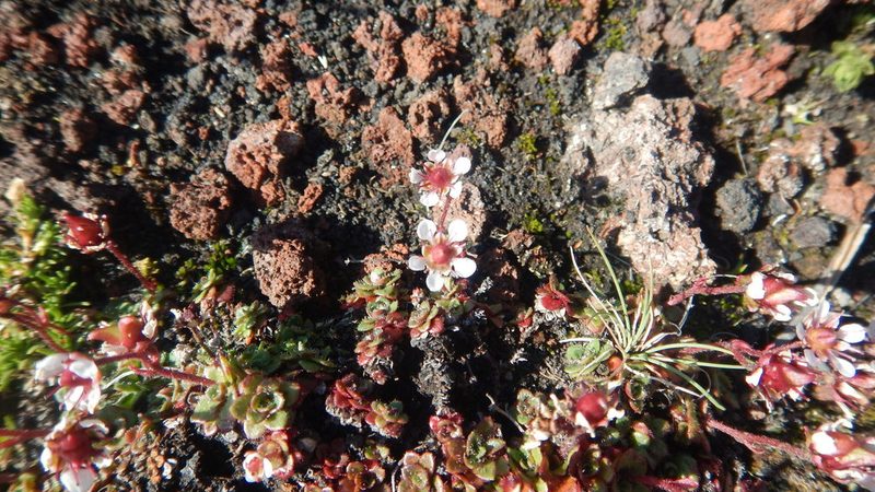 Micranthes merkii, photographed by Сергей Крыленко