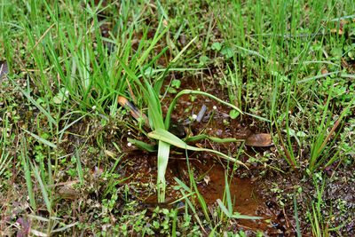 Eriocaulon sexangulare, photographed by 國立臺灣博物館