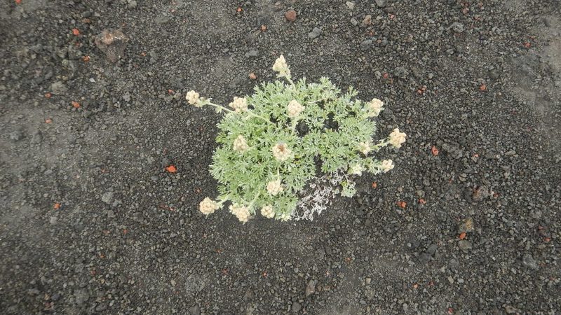 Artemisia glomerata, photographed by Сергей Крыленко