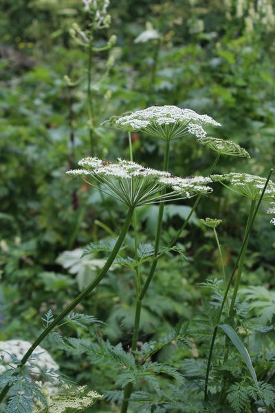 Selinum alatum, photographed by Dmitriy Bochkov