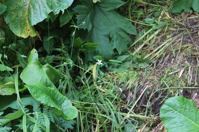 Cerastium davuricum, photographed by Dmitriy Bochkov