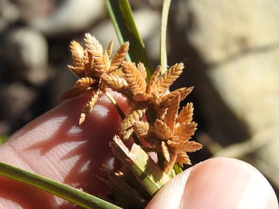 Cyperus ochraceus, photographed by Sam Kieschnick