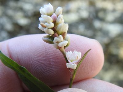 Persicaria minor, photographed by Sam Kieschnick