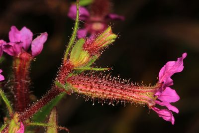 Cuphea viscosissima, photographed by Judy Gallagher