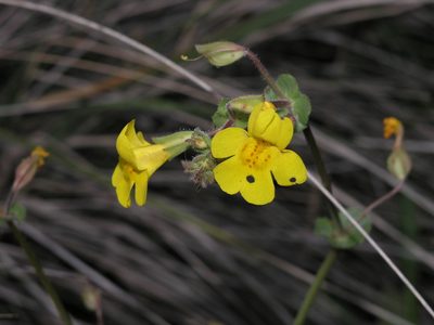 Erythranthe unimaculata, photographed by Jacob Malcom