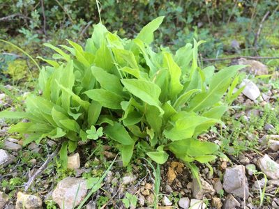 Cheirolophus sempervirens, photographed by dbmhartley
