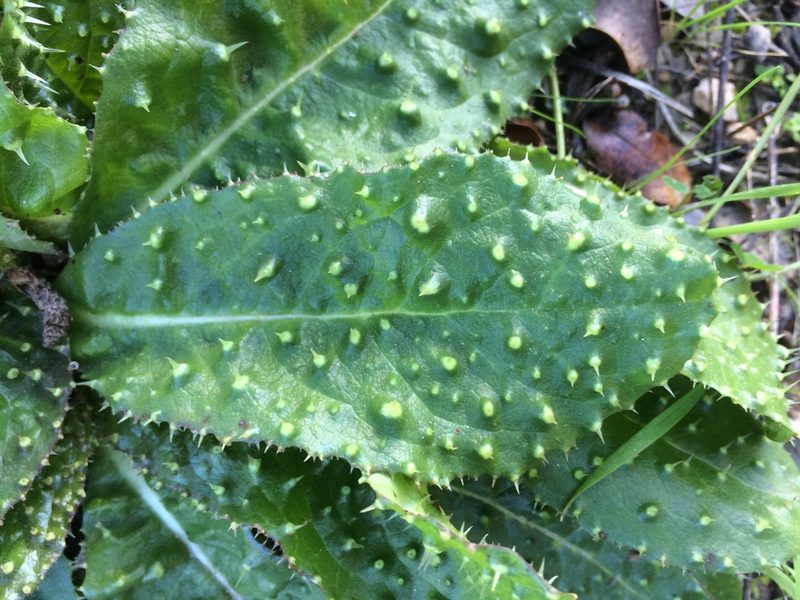 Helminthotheca spinosa, photographed by dbmhartley