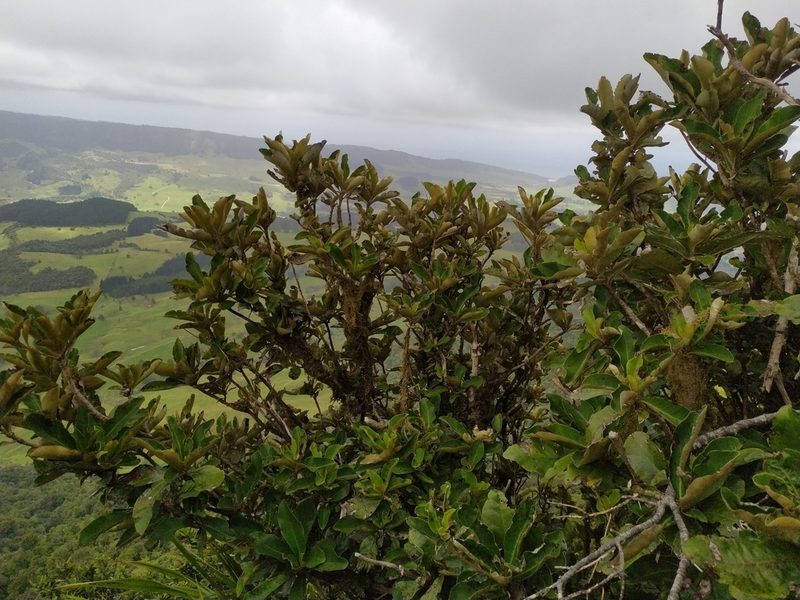 Olearia crebra, photographed by Paul Bell-Butler