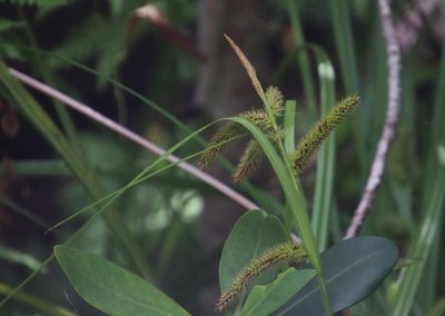 Carex aethiopica, photographed by Tony Rebelo