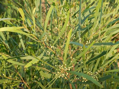 Acacia provincialis, photographed by Duarte Frade