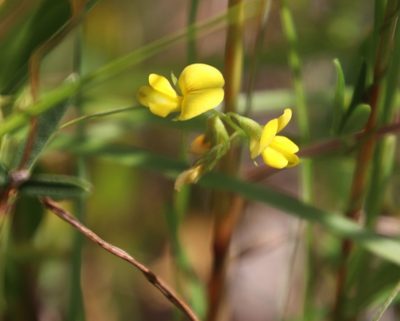 Rhynchosia capensis, photographed by Tony Rebelo