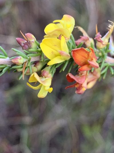 Aspalathus acuminata, photographed by Matthew Fainman