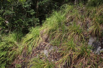 Carex aethiopica, photographed by Tony Rebelo