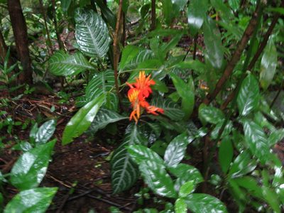 Aphelandra aurantiaca, photographed by Bill