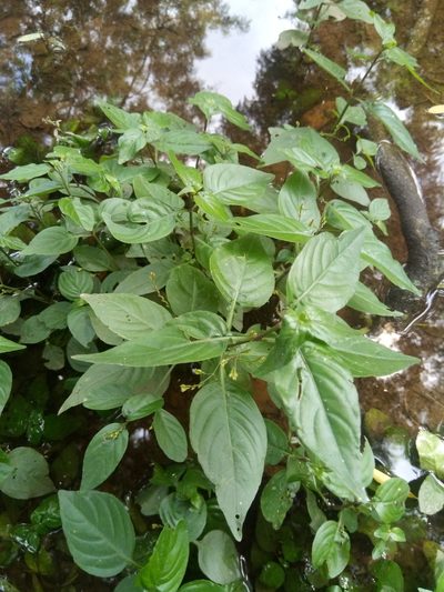 Dianthera comata, photographed by Alfredo F. Fuentes Claros