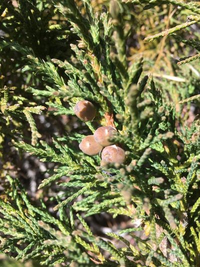 Juniperus indica, photographed by abogomazova