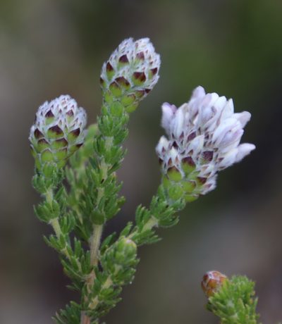 Aspalathus globulosa, photographed by Tony Rebelo