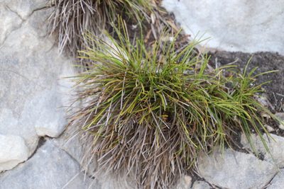 Ficinia praemorsa, photographed by Tony Rebelo