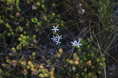Wahlenbergia tenella, photographed by Tony Rebelo