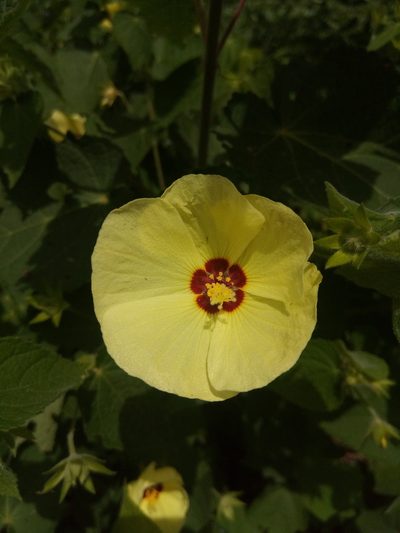 Pavonia sidifolia, photographed by Alfredo F. Fuentes Claros