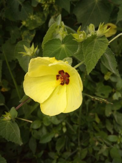 Pavonia sidifolia, photographed by Alfredo F. Fuentes Claros