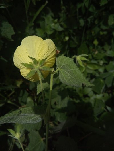 Pavonia sidifolia, photographed by Alfredo F. Fuentes Claros