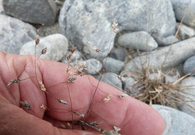 Poa lindsayi, photographed by Colin Meurk