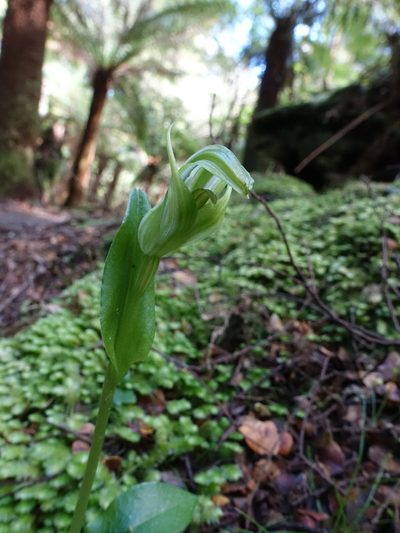 Pterostylis scabrida, photographed by Cowirrie
