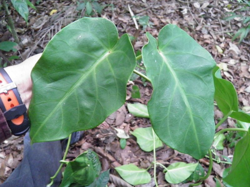 Ruehssia popoluca, photographed by Leonardo O. Alvarado Cárdenas