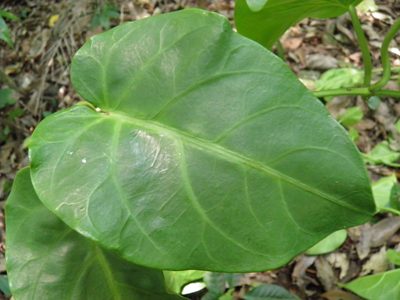 Ruehssia popoluca, photographed by Leonardo O. Alvarado Cárdenas