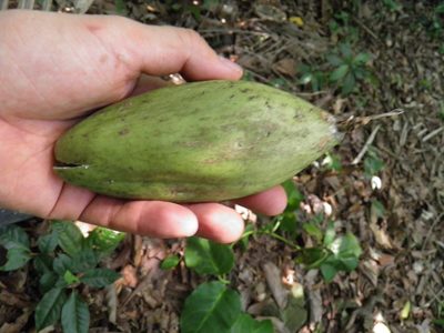 Ruehssia popoluca, photographed by Leonardo O. Alvarado Cárdenas