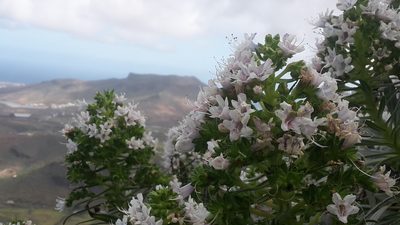 Echium decaisnei, photographed by Daniel Linzbauer