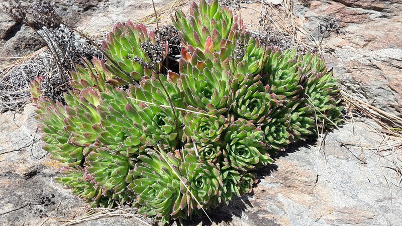 Aeonium simsii, photographed by Daniel Linzbauer