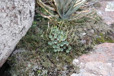 Peperomia monticola, photographed by Leonardo O. Alvarado Cárdenas
