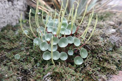 Peperomia monticola, photographed by Leonardo O. Alvarado Cárdenas