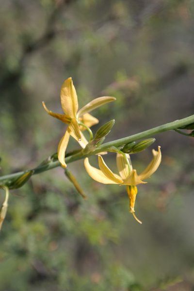 Echeandia mexicana, photographed by Leonardo O. Alvarado Cárdenas