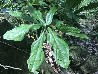 Anthurium clavigerum, photographed by Dario Taraborelli