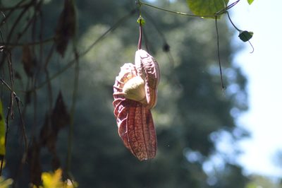 Aristolochia grandiflora, photographed by José Jair Texon Zanatta