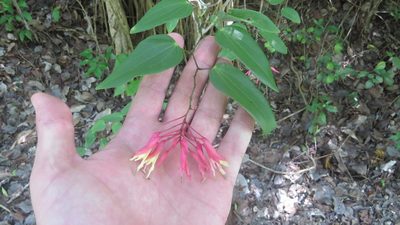 Bauhinia jenningsii, photographed by Leonel Roget