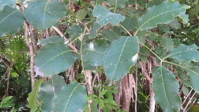 Metopium brownei, photographed by Leonel Roget